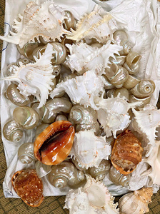 Natural Handmade Seashell Gift Craft Abalone Shell Conch Decorative Set Vietnam Wholesale Factory Supply Christmas Hanging Boat - Product Image 2