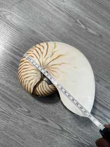Concha Nautilus de cámara de Vietnam, carcasa espiral pulida a mano para decoración costera del hogar y estilo Interior de lujo - Product Image 5