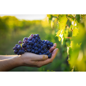Uvas de Vino al por Mayor, Fruta Fresca de Viñedo Premium para la Producción de Vino Tinto, Blanco y Espumoso, MOQ Disponible - Product Image 2