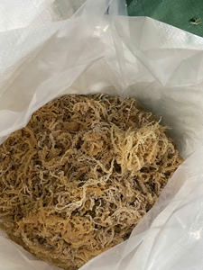 MUSGO MARINO ORGÁNICO NATURAL/ SECO/ ALGAS MARINAS DORADAS Y MORADAS SECAS DE VIETNAM/ PROCESAMIENTO EN BOLSA/ Sra. Lily - Product Image 6