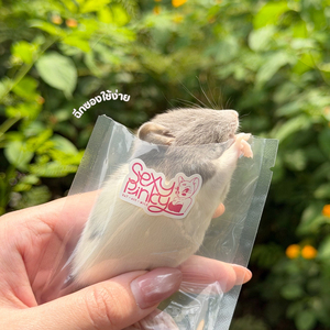 หนูแช่แข็งสำหรับให้อาหารสัตว์เลี้ยง 4XS 1-6 กรัม – บรรจุแยกชิ้น |   เสริมด้วยโปรไบโอติก - Product Image 2