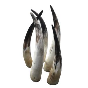 Corne de vache décoratif et poli de haute qualité, corne de bœuf naturelle pure, artisanat et vaisselle pour la maison et vente - Product Image 1