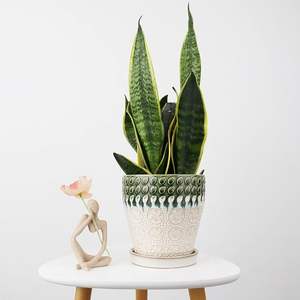 Pot de fleurs en céramique de haute qualité avec surface polie et lisse. Pot de fleurs décoratif en céramique pour chambre, salon et bureau. - Product Image 5