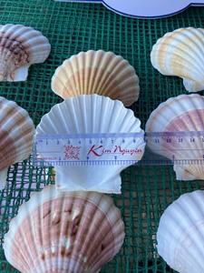 Coquillages naturels écologiques du Vietnam |   Coquillages décoratifs pour l'artisanat, la décoration intérieure, les loisirs créatifs et la vente en gros - Product Image 3