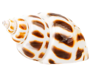 เปลือกหอยสังข์คุณภาพสูง - Product Image 5