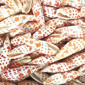 เปลือกหอยทะเลราคาถูก เปลือกหอยธรรมชาติสำหรับงานศิลปะและงานฝีมือ ตกแต่งตู้ปลาทะเล - Product Image 4