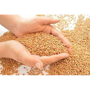 Trigo Duro de Primera Calidad al por Mayor, a Granel, para Exportación, Grado Alimenticio, Calidad Premium, Listo para Enviar - Product Image 2