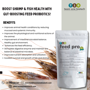 กุ้งฟีดโปรไบโอติกสำหรับการเพาะเลี้ยงสัตว์น้ำที่ดีต่อสุขภาพสภาพแวดล้อมในบ่อเลี้ยง - Product Image 3