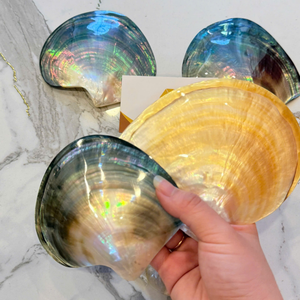 จานไข่มุกคุณภาพสูง สีเหลืองธรรมชาติ ขนาด 9-12 ซม. บรรจุกล่อง - CARYLN - Product Image 4