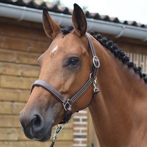 Vente en gros de licou rembourré en cuir véritable de qualité supérieure avec accessoire de point fantaisie - Product Image 2