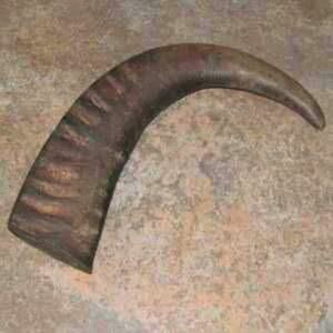 Vente chaude de haute qualité poli naturel indien buffle d'eau corne creuse chien mâcher Animal religieux | Artisanat à gogo - Product Image 2