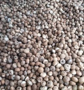 เม็ดมะม่วงหิมพานต์คุณภาพส่งออกขายดีที่สุด เกรด 90-95% คั่วอย่างดี แห้งสนิท ไทย/อินโดนีเซีย ขายส่ง บรรจุถุงปอกเปลือก อายุการเก็บรักษา 3 ปี - Product Image 5