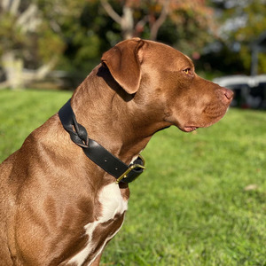 Collar de perro de cuero genuino trenzado de primera calidad, ajustable y cómodo, accesorio para mascotas para entrenamiento, paseos y uso diario, en venta. - Product Image 2