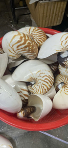 Concha de Nautilus Brillante para Decoración de Interiores, Diseño de Acuarios y Suministros para Manualidades, con Distribución de Exportación - Product Image 6