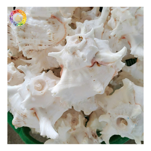 เปลือกหอยควีนเฮลเม็ตขายดีที่สุด, เปลือกหอยโข่งธรรมชาติ, เปลือกหอยประดับตกแต่งสำหรับงานฝีมือธีมธรรมชาติในบ้าน - Product Image 2