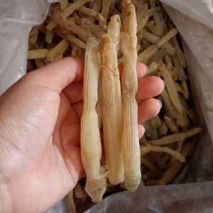 VIETNAM ORIGIN NATURAL DRIED PEANUT <b>WORM</b> / 100% PURE DEHYDRATED SEAFOOD FOR SOUP BASE - Product Image 5