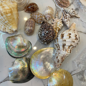 Premium Mix Seashell From Vietnam For Gourmet <b>Table</b> Display And Nutritious Beach Theme Accessory By 99 Gold Data Co - Product Image 1