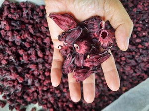 Flores de Hibisco Secas Seleccionadas a Mano, Roselle Natural para Té de Hierbas, Bebidas y Productos Botánicos al por Mayor desde Vietnam - Product Image 1