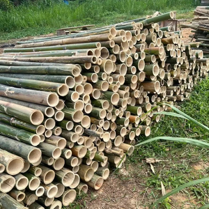 Poteau en bambou naturel à usages multiples pour l'agriculture et les cadres de meubles - Product Image 1