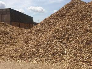 Copeaux de bois de pin vietnamien séchés sous forme de poudre directement du fabricant et fournisseur - Product Image 4