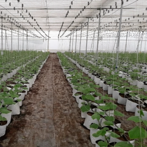 Malla de sombreado de polietileno para invernaderos, para producción controlada de cultivos, plantaciones de hortalizas y uso en agricultura y horticultura. - Product Image 2