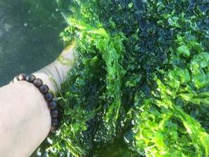 ผงสาหร่ายสีเขียวอบแห้งบริสุทธิ์/สาหร่าย ulva Lactuca จากเวียดนาม/mr.kris - Product Image 5