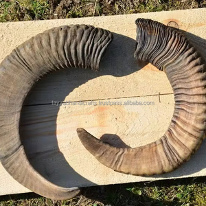 Tamaño personalizado Natural Animal Shofar Kudu Ram cuerno pulido oveja cuerno decoración del hogar regalo India ágata - Product Image 1