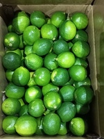 Citron vert bio sans pépins fraîchement vendu en gros au Viet Nam avec goût aigre HP 0084 917 476 477