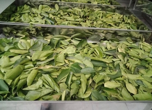 Hojas de Lima Secas Premium para Uso Alimentario y Herbal, 1 kg, 24 Meses de Vida Útil, Exportación a Granel desde Vietnam - Product Image 3