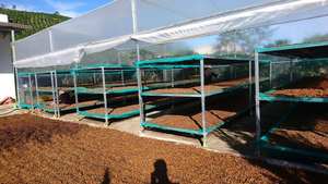 กาแฟฮัน คอฟฟี่ เวียดนาม สแตนดาร์ด เวียดนาม เมล็ดกาแฟโรบัสต้า 100% |   คั่วระดับกลาง |   ราคาขายส่ง - Product Image 6