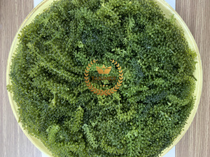 องุ่นทะเลสด100% สาหร่ายจากธรรมชาติ - Product Image 2