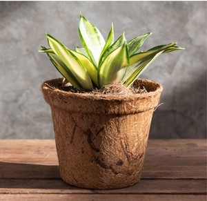 Maceta de Fibra de Coco – Maceta Ecológica para Germinación de Semillas, Agricultura y Cultivo en Jardín - Product Image 3