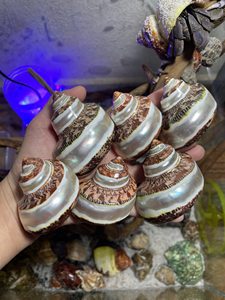 Coquilles d'ormeaux naturelles polies, irisées, écologiques, pour la décoration intérieure et l'artisanat, Vietnam 99 GOLD DATA Model Seashell - Product Image 2