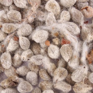 Ingrediente Natural de Semillas Oleaginosas, Incluyendo Semillas de Algodón Procesadas Después de una Criteriosa Selección, con Bolsas de Exportación para Pedidos de Compradores al por Mayor - Product Image 5