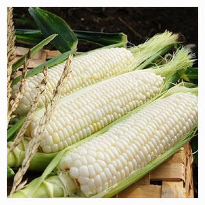 Grano de Maíz Blanco de Alta Pureza para la Elaboración de Harina de Maíz, Semolina de Maíz y Almidón para Exportación - Product Image 5