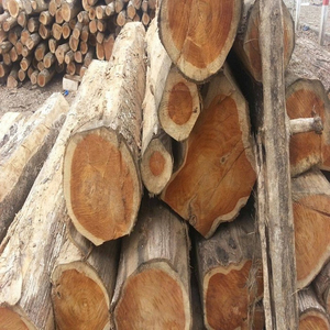 Bois de sapin de haute qualité d'origine américaine, types variés, y compris pin, eucalyptus, teck, hêtre, bois dur, chêne, pour la construction, C T FARM LLC 36 - Product Image 5