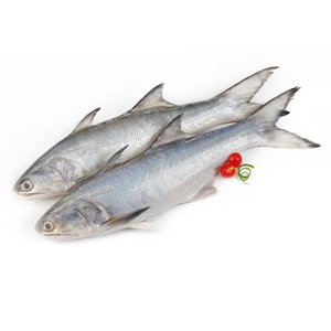 Salmón Entero Premium para Distribuidores de Mariscos, Fabricantes de Alimentos y Aplicaciones Culinarias Comerciales - Product Image 4