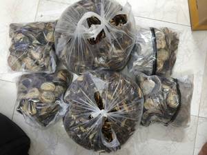 [MEJOR CALIFICADO] |   Operculum de Murex, Concha Marina Seca, Ingrediente para Incienso Aromático, Perfumería, Venta al por Mayor, Vietnam - Product Image 2