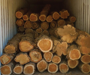 Troncos de Madera de Teca, Embalaje Comercial a Granel, Proveedor Mayorista para la Industria del Mueble y Distribuidores de Madera - Product Image 6