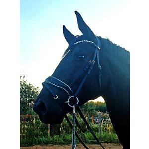 บังเหียนม้าหนังแท้สำหรับขี่ม้าโลโก้ออกแบบได้ตามต้องการผลิตภัณฑ์ขี่ม้าแบบตะวันตกที่มีความทนทาน - Product Image 1