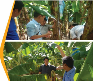 Grande ficelle de banane polyvalente pour diverses applications dans les serres pour l'agriculture - Product Image 4