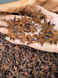Anís Estrellado Seco Premium de Vietnam, Especia Entera Natural para Cocina, Restaurantes y Fábricas de Procesamiento de Alimentos - Sra. Grace - Product Image 6