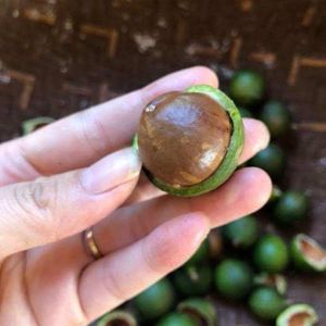 NUEVO PRODUCTO: Nueces de Macadamia Tostadas Sostenibles, Delicioso Snack Ecológico para Procesamiento de Alimentos - Product Image 2