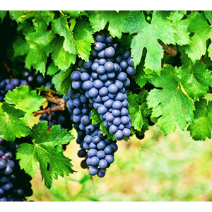 Uvas de Vino al por Mayor, Fruta Fresca de Viñedo Premium para la Producción de Vino Tinto, Blanco y Espumoso, MOQ Disponible - Product Image 1