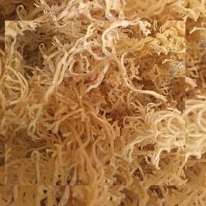 <b>Organic</b> Raw Sea Moss for Seamoss Gel Supplements Irish Moss Superfood from Vietnam 99 Gold Data Factory Supply - Product Image 3