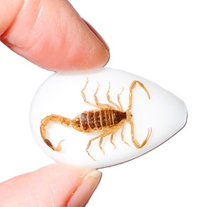 Golden Scorpion Real Specimen Plastic Cabochon Pear Shape Cut <b>Top</b> 33x22 mm White Flat Bottom for Crafts and Jewelry Making - Product Image 2