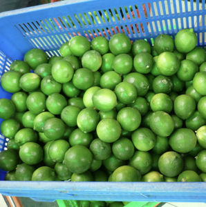 Limón Fresco de Primera Calidad, Cosechado en Vietnam, para Uso en Condimento de Alimentos y Aplicaciones Creativas en Bebidas - Product Image 4