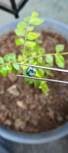 พลอยไพลินสีเขียวอมฟ้าทรงกลมเจียระไนแบบเหลี่ยมเพชร  ผ่านกระบวนการอบด้วยความร้อนตามธรรมชาติ พร้อมประกายรุ้ง - Product Image 4