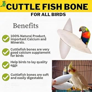 Vente en gros d'os de seiche naturel - Os de calmar FABRIQUÉ AU VIETNAM // Mme Alina - Product Image 4