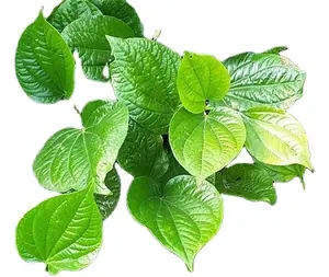 Olio di foglie di Betel puro al 100% qualità Premium prezzo più basso di alta qualità consegna puntuale fornitore all'ingrosso produttore leader dall'india